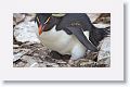 Rockhopper Penguin with chick