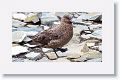 Falkland Skua