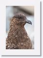 Falkland Skua