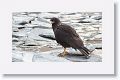 Striated Caracara