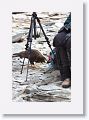 Striated Caracara