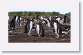 Gentoo Penguins