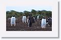 Gentoo Penguins