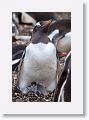 Gentoo Penguin with chicks