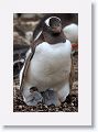 Gentoo Penguin with chicks