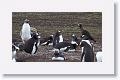 Gentoo Penguins and Striated Caracara