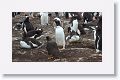 Gentoo Penguins and Striated Caracara