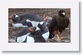 Gentoo Penguins and Striated Caracara