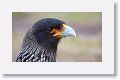 Striated Caracara