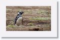 Magellanic Penguin