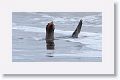 Gentoo Penguin