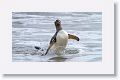 Gentoo Penguin