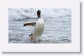 Gentoo Penguin