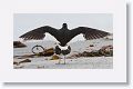 Magellanic Oystercatchers mating