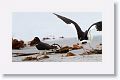 Magellanic Oystercatchers