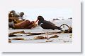 Magellanic Oystercatcher