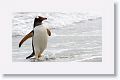 Gentoo Penguin