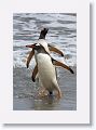 Gentoo Penguins