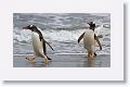 Gentoo Penguins