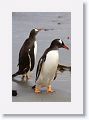 Gentoo Penguins