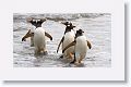 Gentoo Penguins