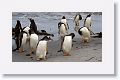 Gentoo Penguins