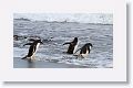 Gentoo Penguins