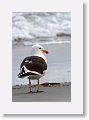 Kelp Gull