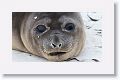 Elephant Seal