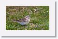 Female Black-throated Finch