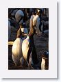 Gentoo Penguins