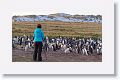 Gentoo Penguins