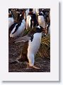 Gentoo Penguins