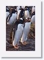 Gentoo Penguins