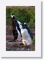 Gentoo Penguins