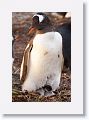 Gentoo Penguin with chick