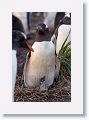 Gentoo Penguin with chick