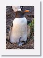 Gentoo Penguin with chick