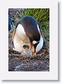 Gentoo Penguin with chick