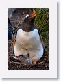 Gentoo Penguin with chick