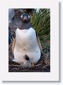 Gentoo Penguin with chick