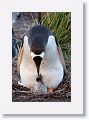 Gentoo Penguin with chick