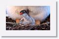 Gentoo Penguin with chick