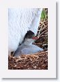 Gentoo Penguin with chick