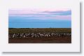 Gentoo Penguins at sunset