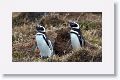 Magellanic Penguins