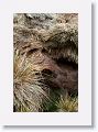 Tussock grass root structure visible where the cliff face has eroded