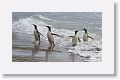 Gentoo Penguins