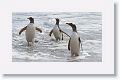 Gentoo Penguins