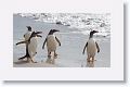 Gentoo Penguins